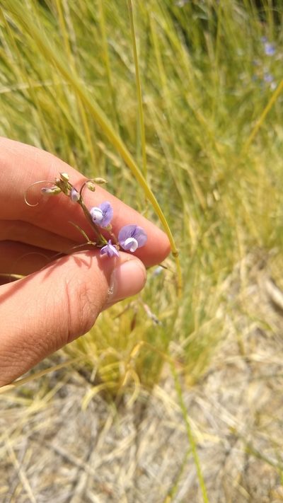 Vicia magellanica, photographed by Ezequiel Racker