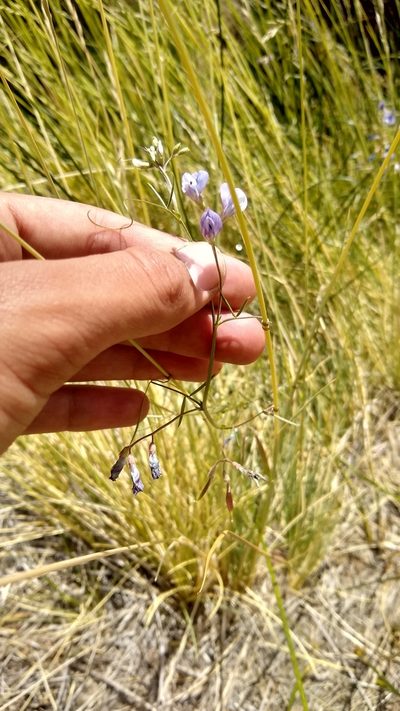 Vicia magellanica, photographed by Ezequiel Racker