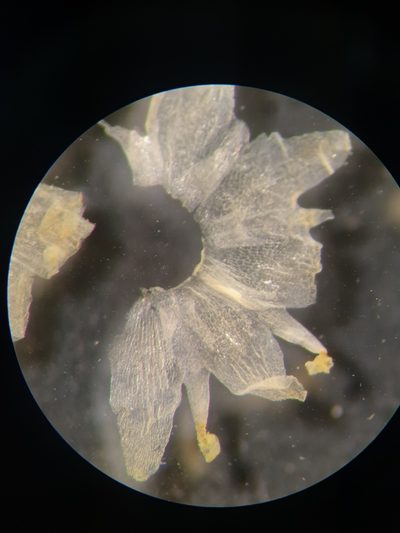 Cuscuta polygonorum, photographed by Étienne Léveillé-Bourret