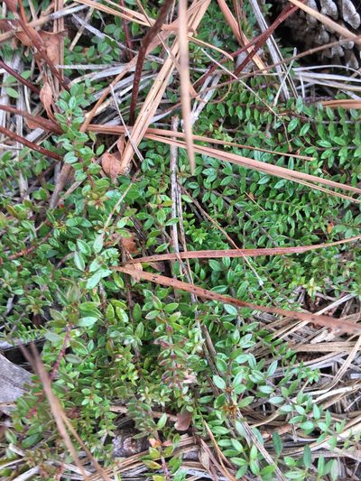 Lechea racemulosa, photographed by Becky Dill