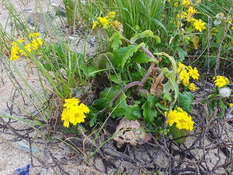 Senecio leucanthemifolius, photographed by Mehdi Chetibi