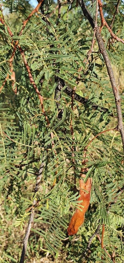 Vachellia bidwillii, photographed by Bethlea Bell