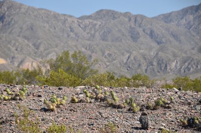 Tephrocactus aoracanthus, photographed by Lauu