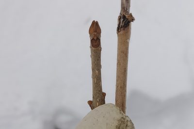 Fraxinus nigra, photographed by Quinten Wiegersma