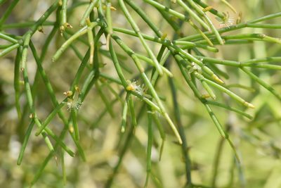 Rhipsalis teres, photographed by Cajá-manga