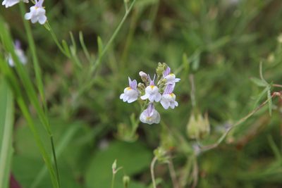Linaria repens, photographed by jfgodeau