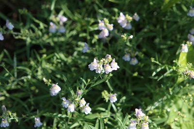 Linaria repens, photographed by jfgodeau