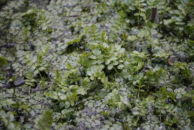 Berula erecta, photographed by Patrick Meurin