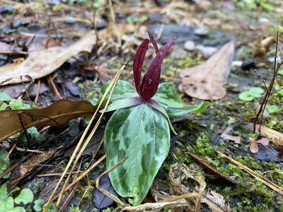 Trillium foetidissimum, photographed by Daniel Patterson