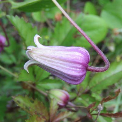 Clematis reticulata, photographed by Laura Clark