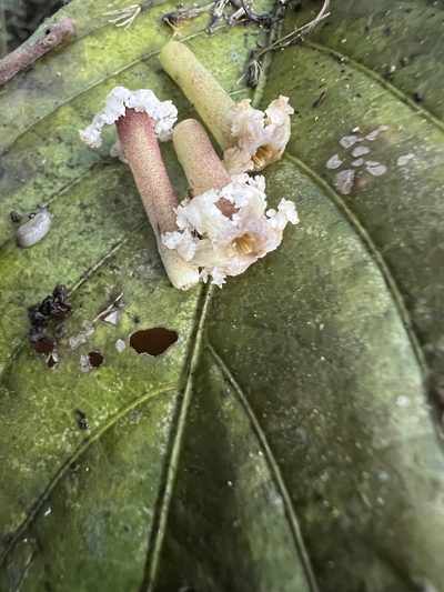 Tournefortiopsis dependens, photographed by Nicolás Baresch Uribe
