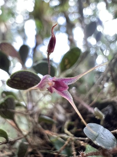 Gravendeelia chamaelepanthes, photographed by Nicolás Baresch Uribe