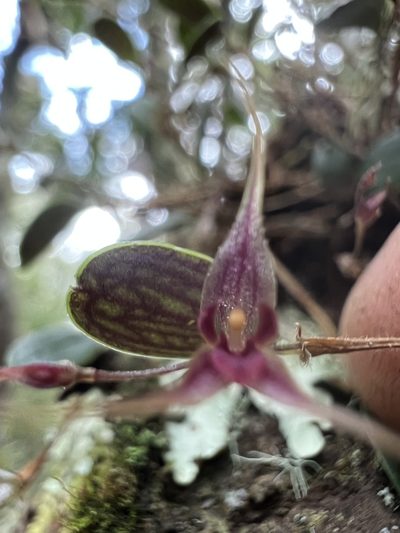 Gravendeelia chamaelepanthes, photographed by Nicolás Baresch Uribe