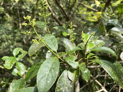 Staphylea formosana, photographed by 林嘉恩