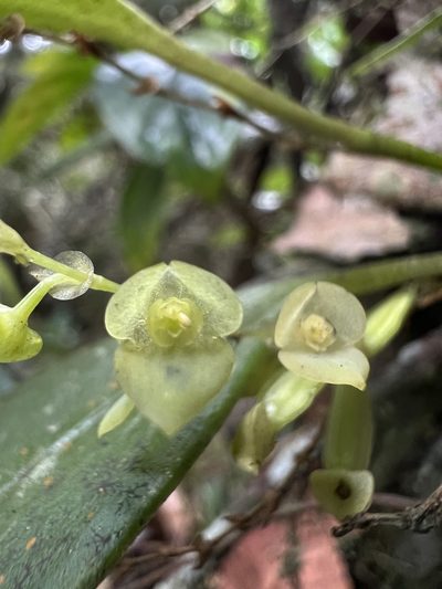 Stelis parvilabris, photographed by Nicolás Baresch Uribe
