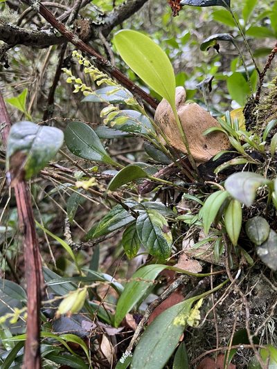 Stelis parvilabris, photographed by Nicolás Baresch Uribe