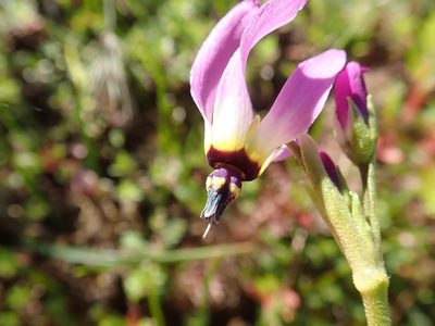 Primula clevelandii, photographed by joergmlpts
