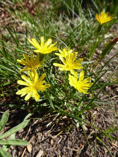 Nothocalais alpestris, photographed by chrismo