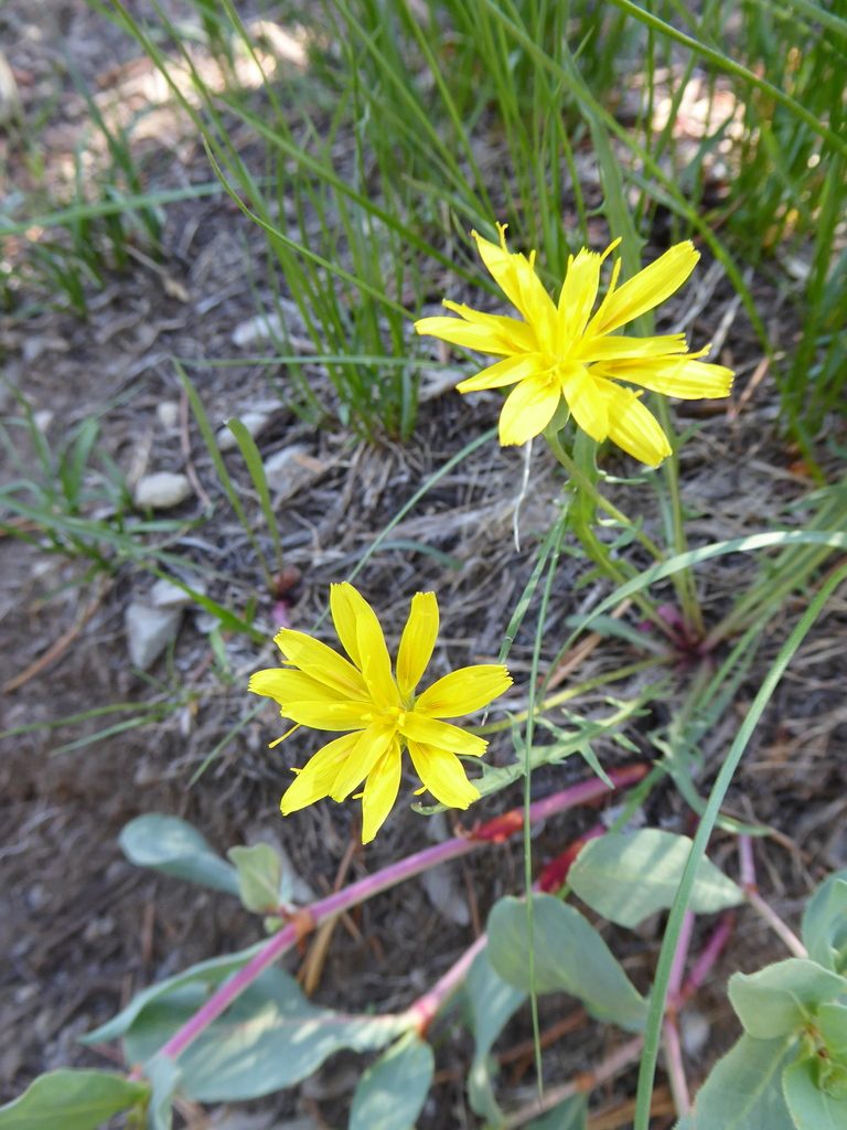 Nothocalais alpestris, photographed by chrismo