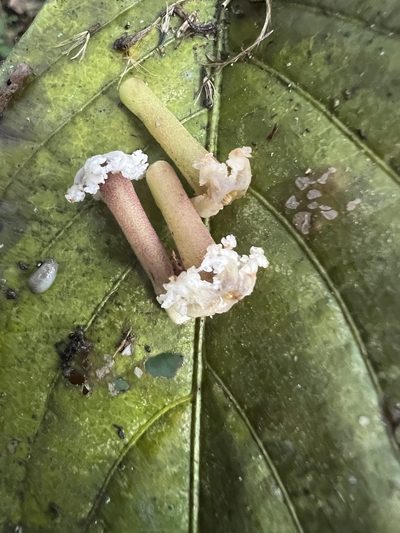 Tournefortiopsis dependens, photographed by Nicolás Baresch Uribe