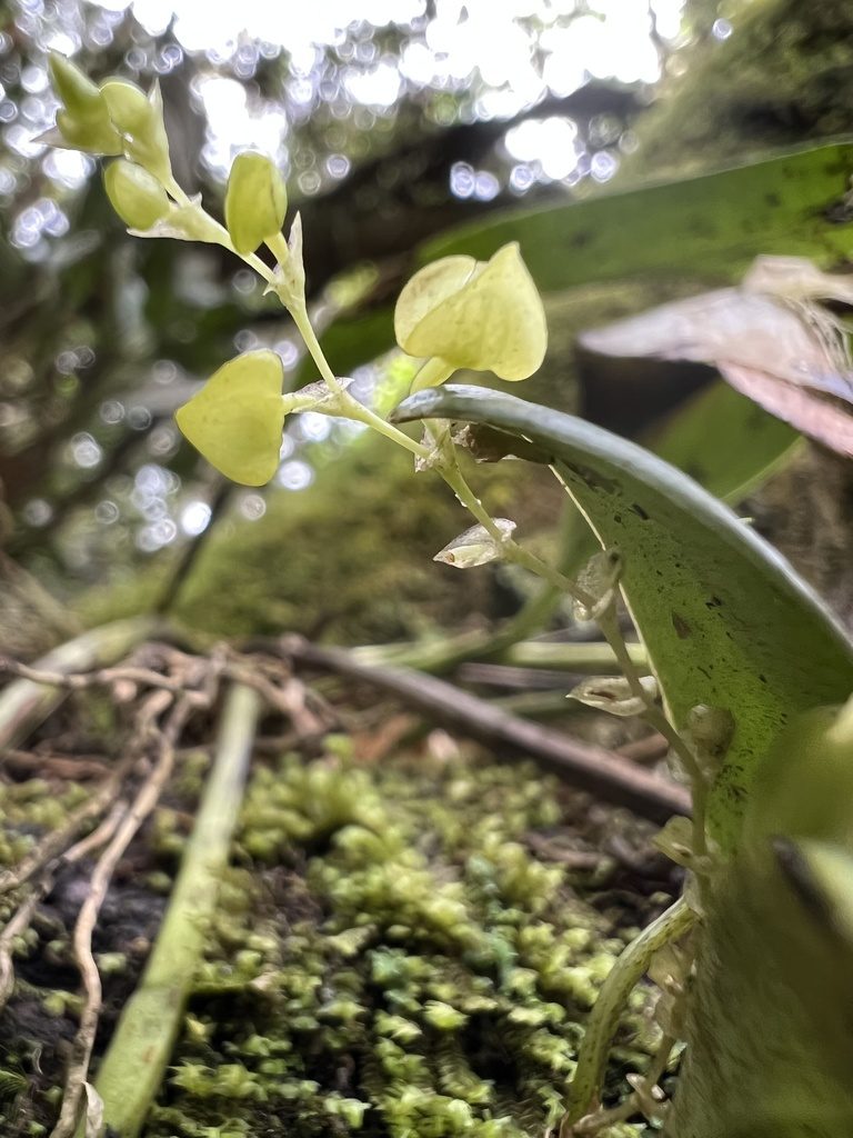 Stelis parvilabris, photographed by Nicolás Baresch Uribe