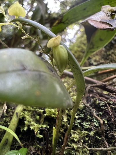 Stelis parvilabris, photographed by Nicolás Baresch Uribe