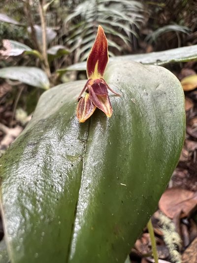 Pleurothallis coriacardia, photographed by Nicolás Baresch Uribe