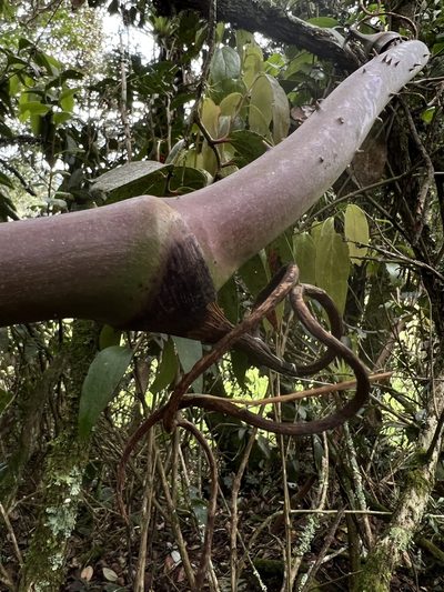Smilax domingensis, photographed by Nicolás Baresch Uribe