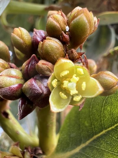Persea mutisii, photographed by Nicolás Baresch Uribe