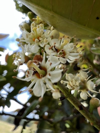 Prunus buxifolia, photographed by Nicolás Baresch Uribe