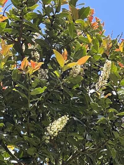 Prunus buxifolia, photographed by Nicolás Baresch Uribe