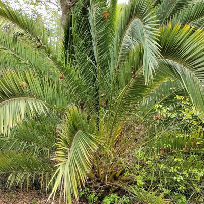 Phoenix canariensis, photographed by Dan Horowitz
