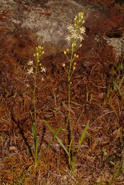 Schoenolirion wrightii, photographed by Brian Finzel