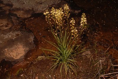 Schoenolirion wrightii, photographed by Brian Finzel