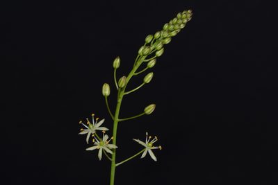 Schoenolirion wrightii, photographed by Brian Finzel