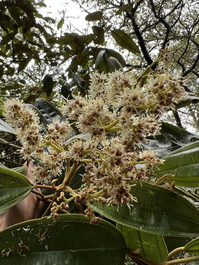 Miconia granulosa, photographed by Nicolás Baresch Uribe