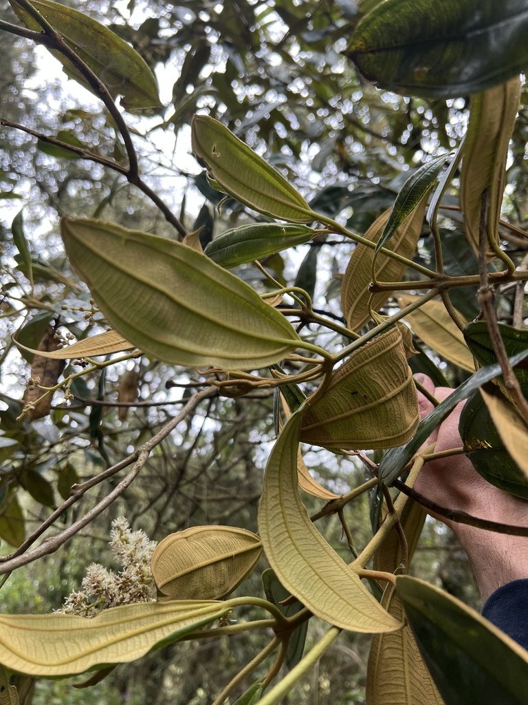 Miconia granulosa, photographed by Nicolás Baresch Uribe