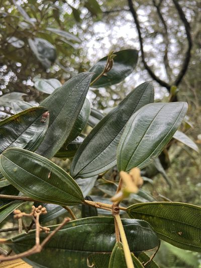 Miconia granulosa, photographed by Nicolás Baresch Uribe