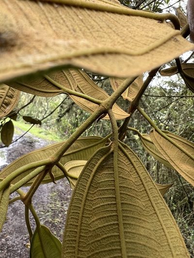 Miconia granulosa, photographed by Nicolás Baresch Uribe
