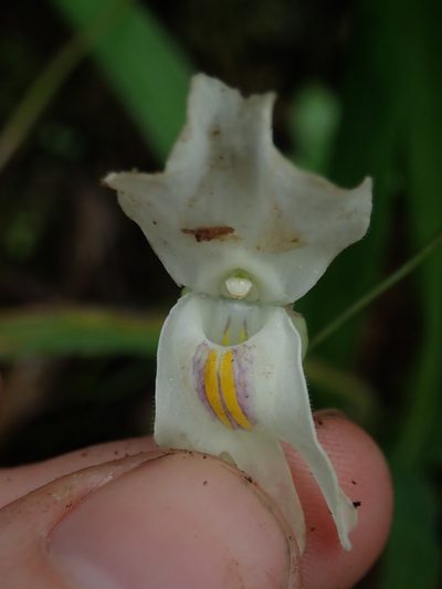 Utricularia asplundii, photographed by Nolan Exe