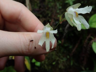 Utricularia asplundii, photographed by Nolan Exe