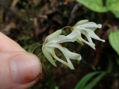 Utricularia asplundii, photographed by Nolan Exe
