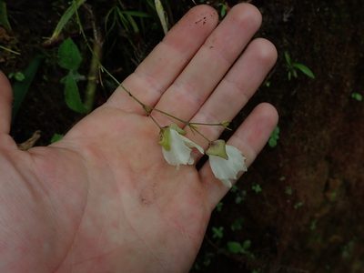 Utricularia asplundii, photographed by Nolan Exe