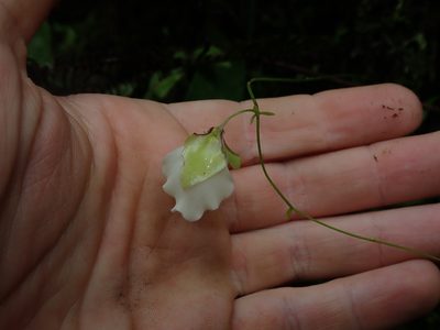 Utricularia asplundii, photographed by Nolan Exe
