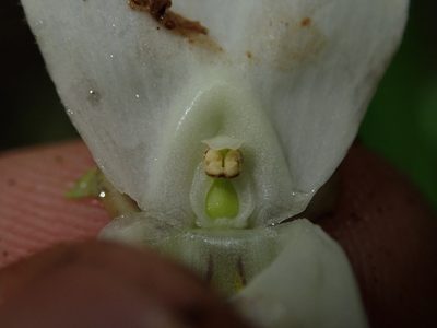 Utricularia asplundii, photographed by Nolan Exe