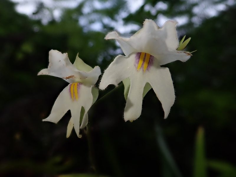 Utricularia asplundii, photographed by Nolan Exe