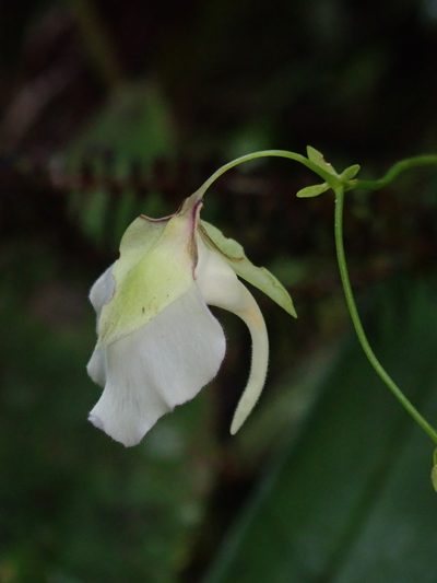 Utricularia asplundii, photographed by Nolan Exe