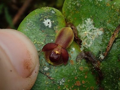 Pleurothallis cordata, photographed by Nolan Exe