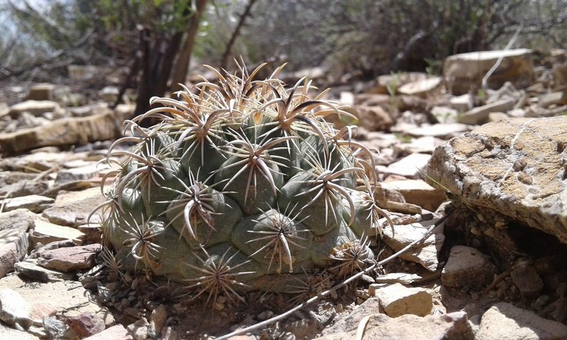 Coryphantha kracikii, photographed by Alejandro Sigala Chávez