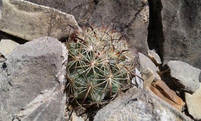 Sclerocactus unguispinus, photographed by Alejandro Sigala Chávez